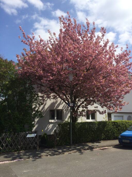 Eingang im Frühjahr