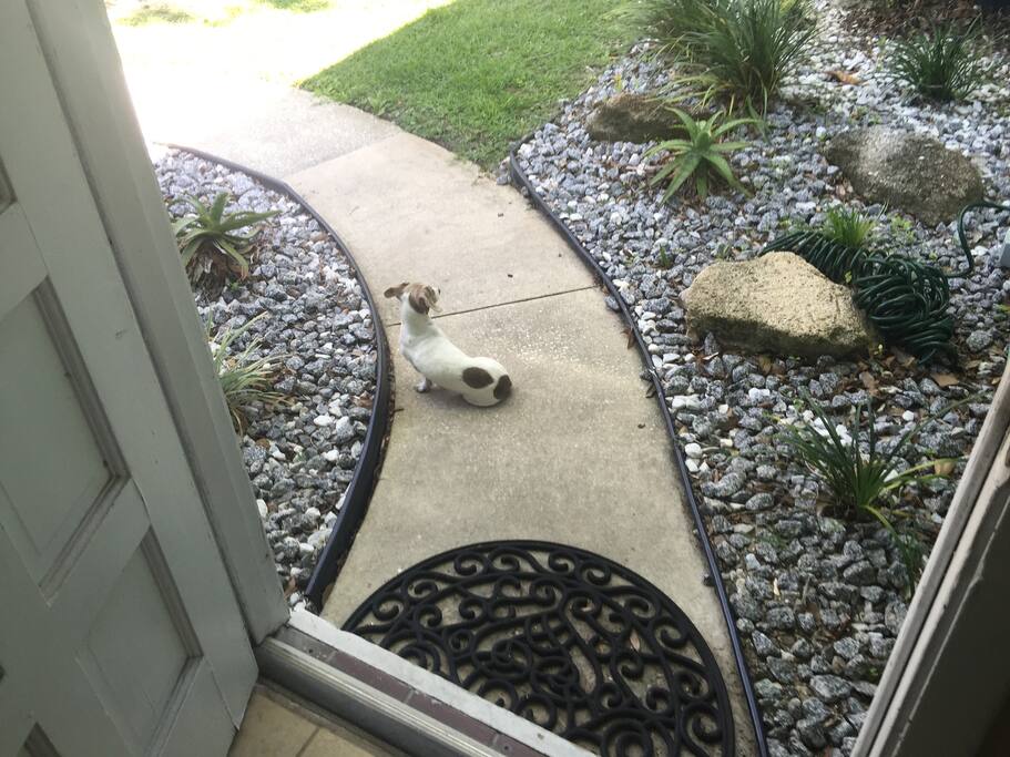 Front Entrance and guard dog!
