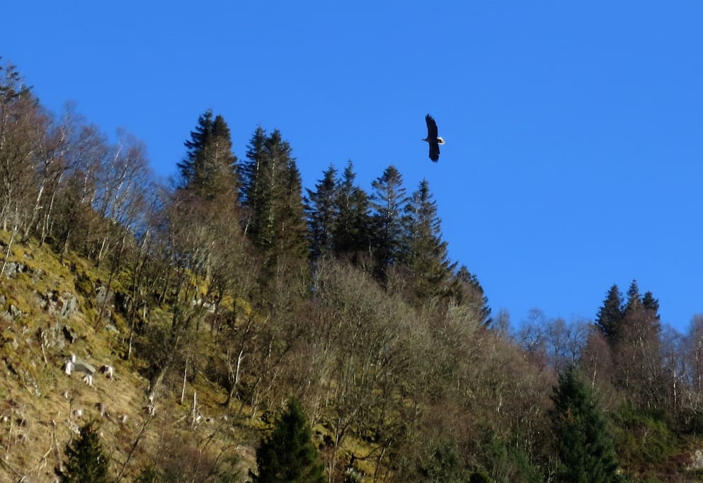 Ørna kommer av og til forbi. The eagle is sometimes passing.