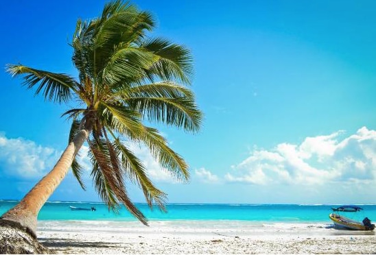 A single palm tree leans over a sandy beach, reaching toward the ocean. The water glistens in shades of turquoise, while gentle waves lap at the shore. Light clouds drift across a blue sky, creating a serene coastal atmosphere.