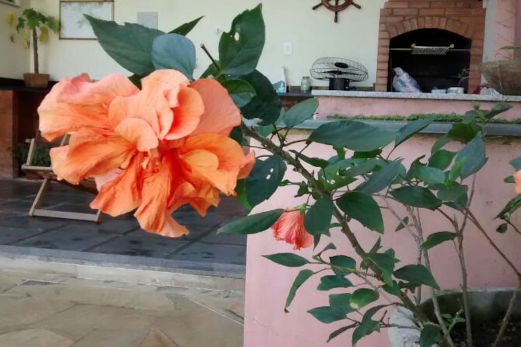 Flores que é bom de apreciar.