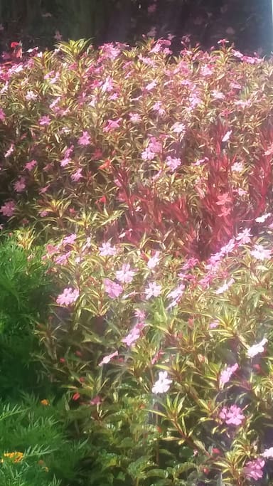 Flower Garden