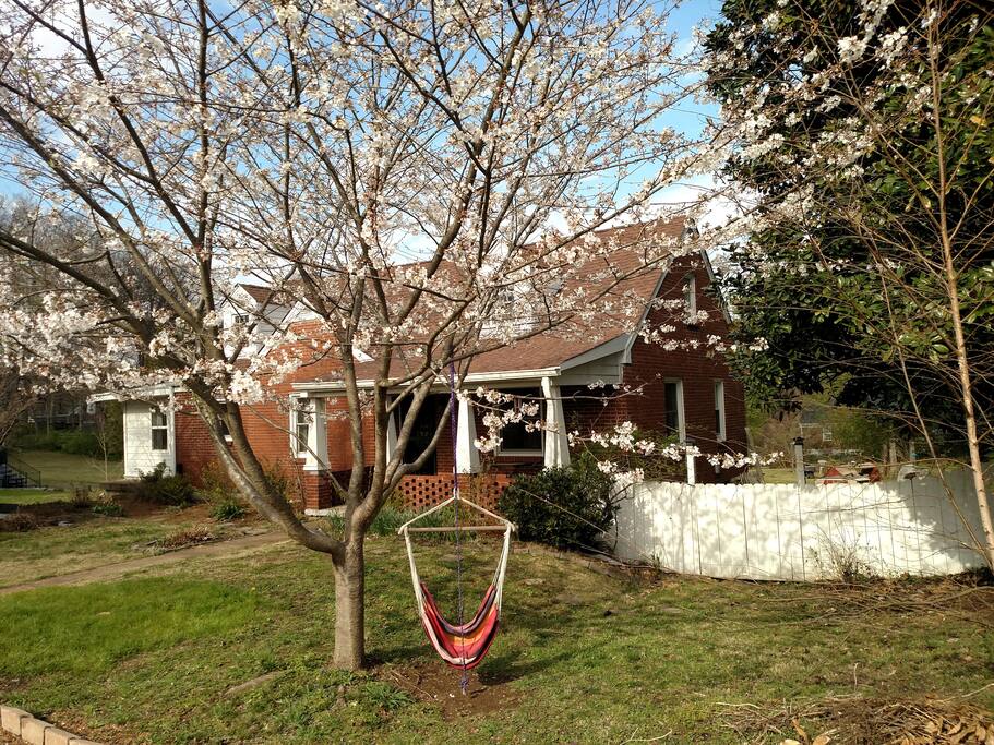 Side angle picture with Cherry Blooms.
