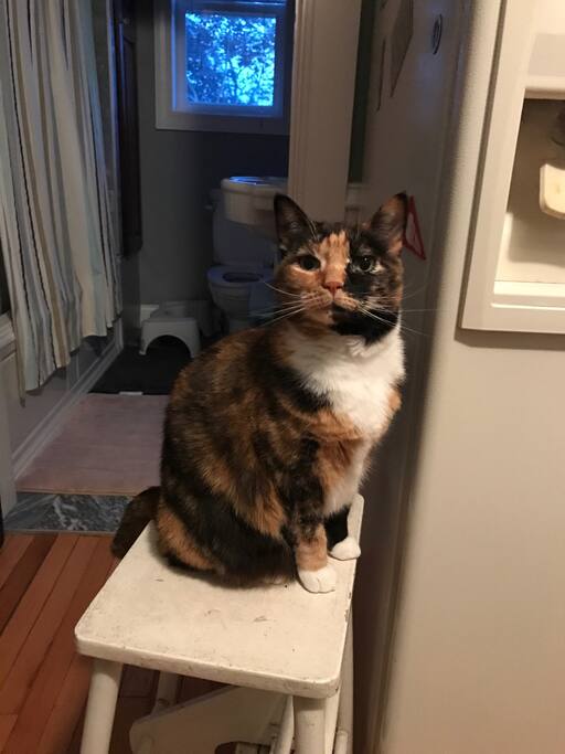 One of the host cats, Nona
