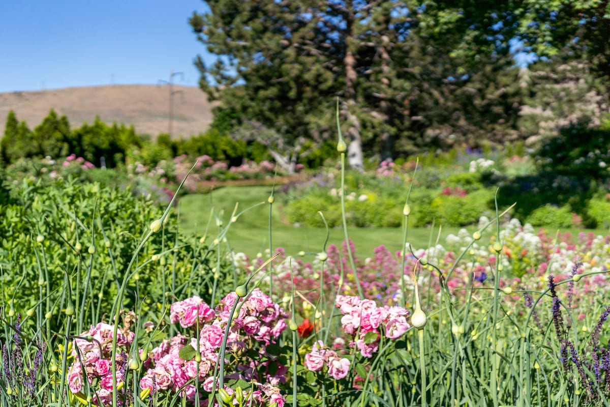 Cottage Flowers Hermiston Or Best Flower Site
