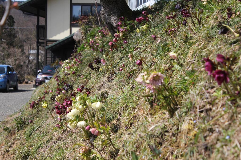 you can see over a thousand Christmas roses blooming in an assortment of colors./春には色とりどりの千株以上のクリスマスローズを楽しんでいただけます。