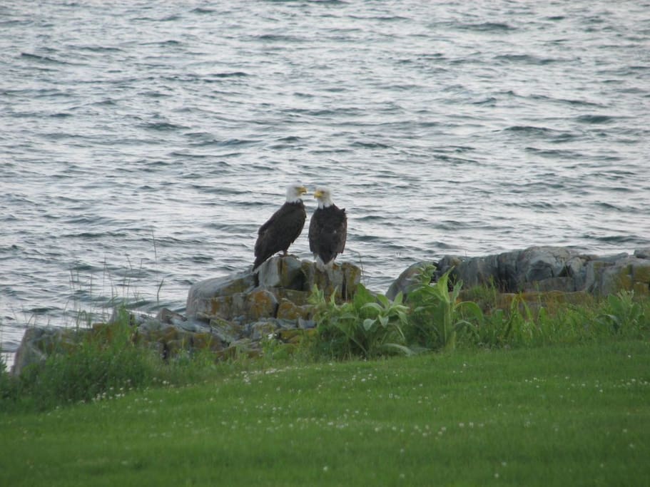 Wildlife at Ocean's Edge