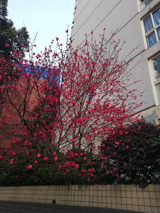 墙角安静绽放
