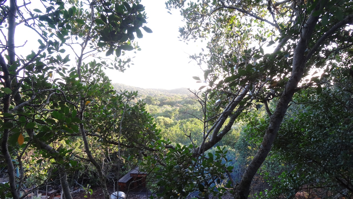 A lush view of unspoilt forest is framed by trees. The landscape features varying shades of green, indicating a diverse ecosystem. In the foreground, natural elements such as branches and leaves create a serene border that enhances the sense of privacy and seclusion.