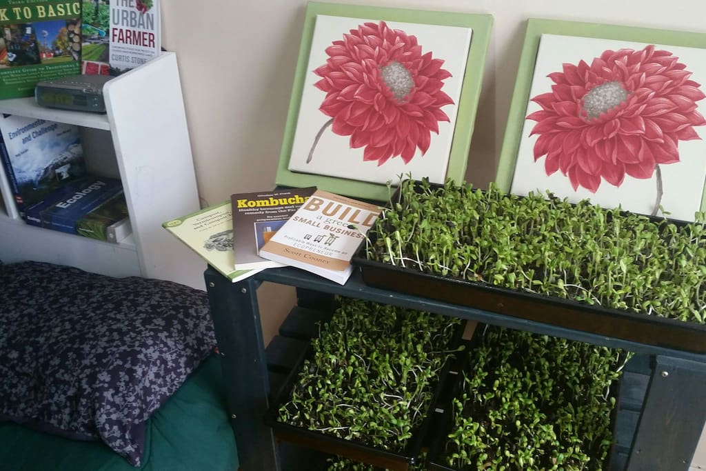Microgreens production, from start to finish - you will be able to start and harvest fresh greens during your stay. Questions welcomed!