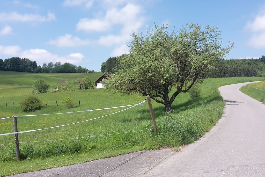 Der Wanderweg vor dem Haus in Richtung der Burg