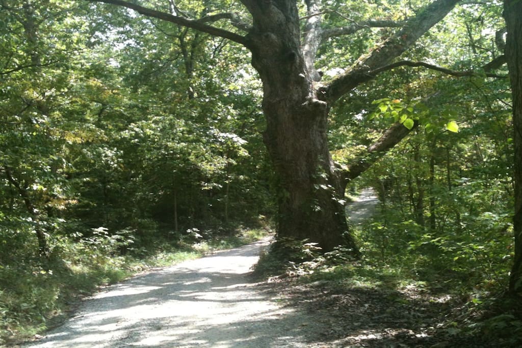 Private road towards cabin