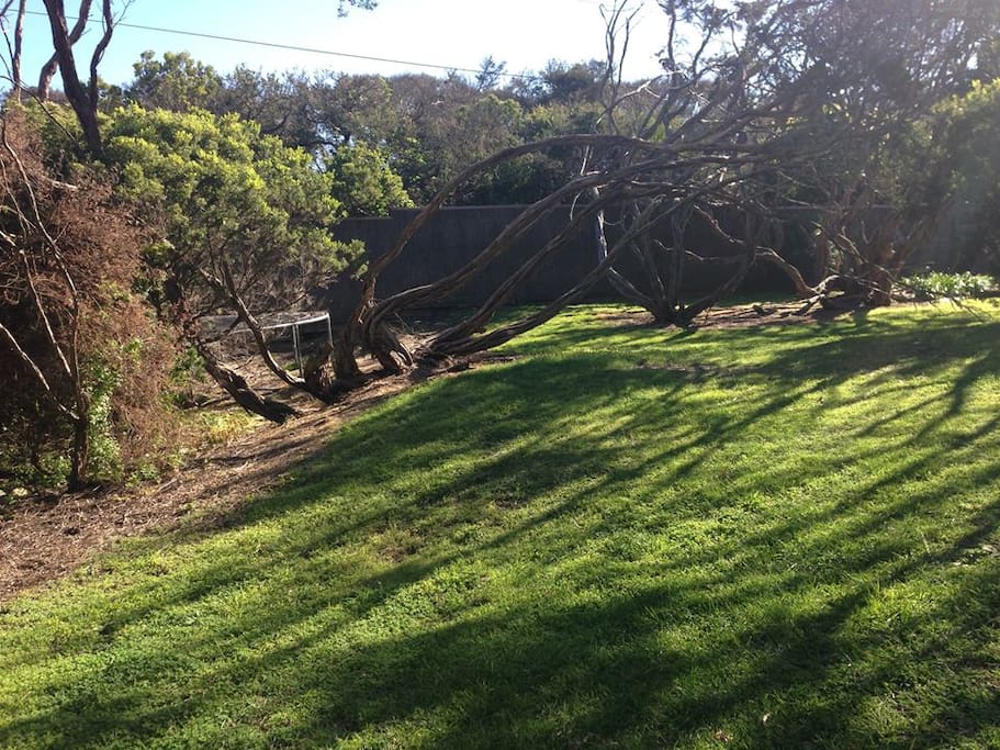 Backyard