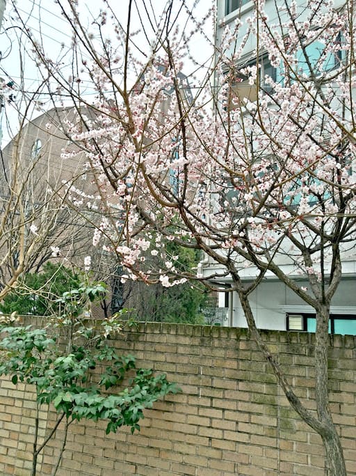 Frontyard
