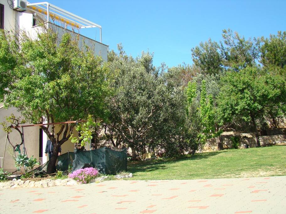 The garden