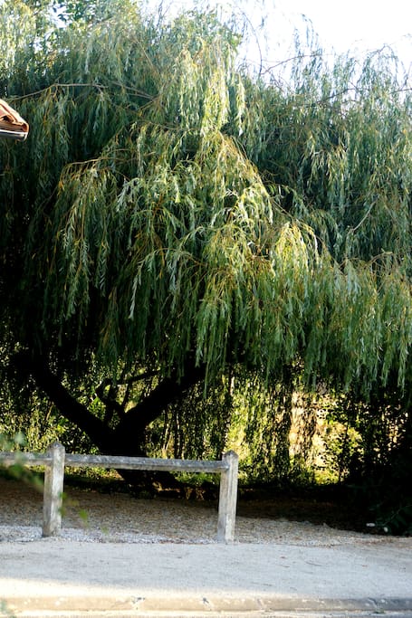 Willow tree