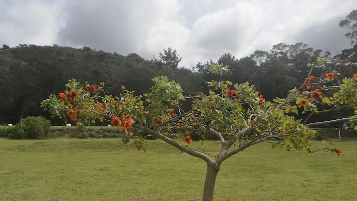 Forrest View House - Plettenberg Bay