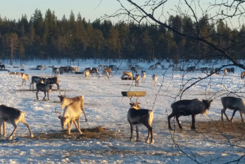 Reindeer herd grazing nearby