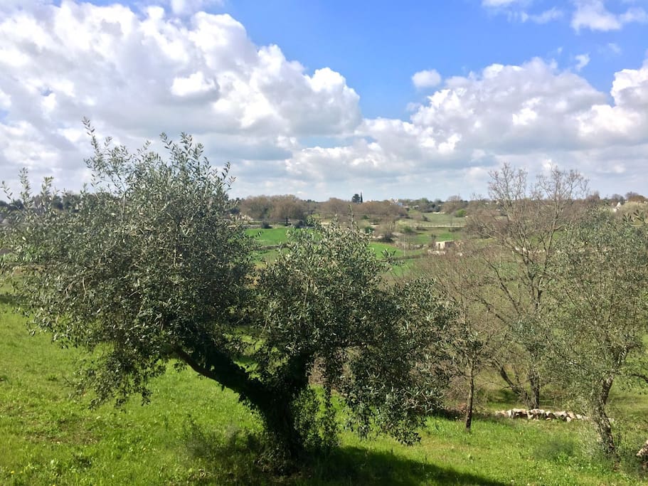Campagna circostante.