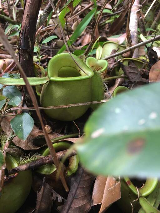 Wild Pitcher Plants (A dish can be made out of this)