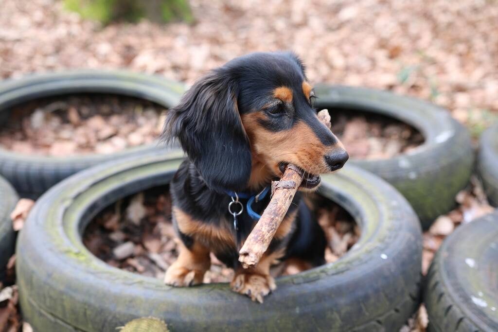 Our Little Puppy Frank ;)