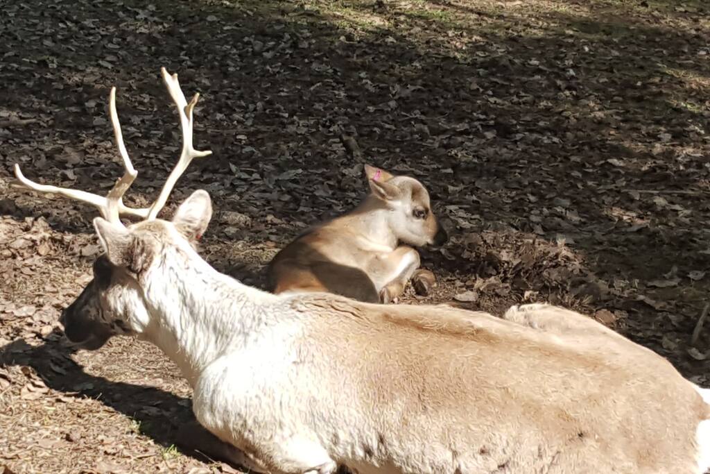 Reindeers in Ranua zoo (summer)
