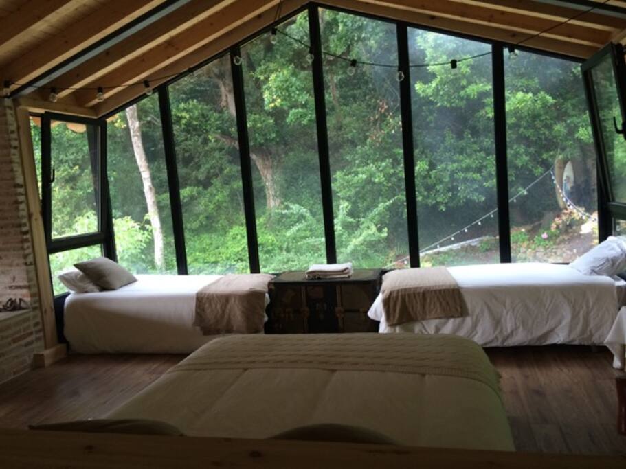 Jungle dreams