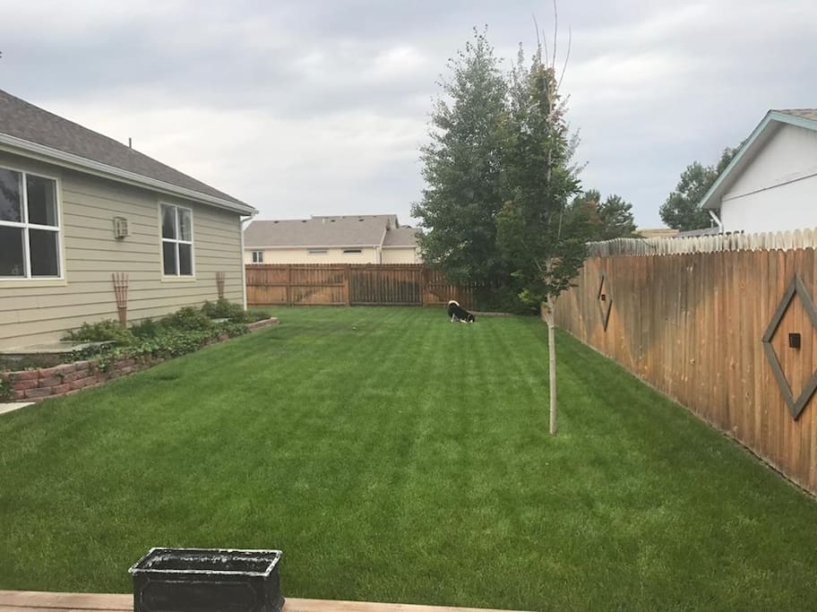 Backyard