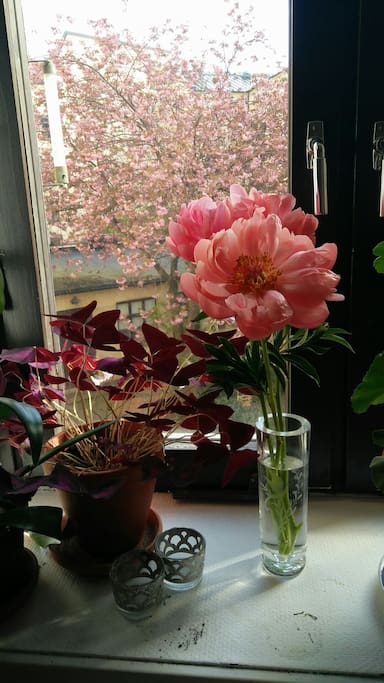 View from the kitchen window