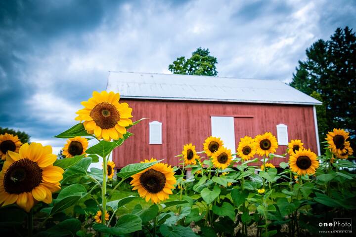 Airbnb Red Creek Vacation Rentals Places To Stay New York