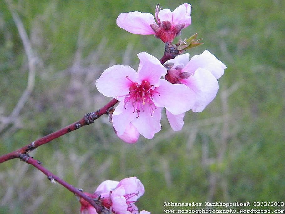 Tree flowers in the campsite
