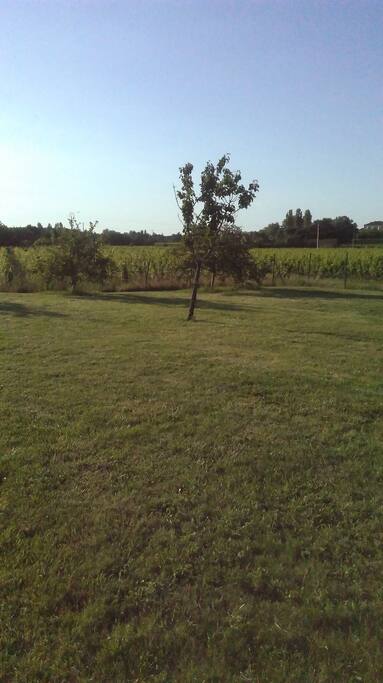 les vignes juste derrière...