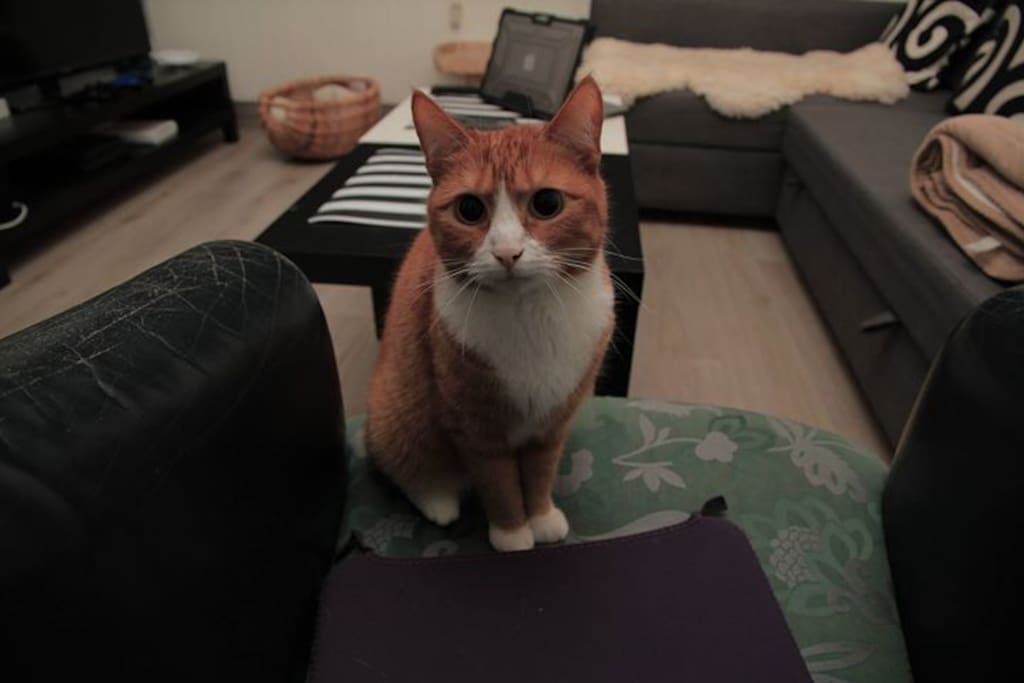 Lola our lovely house cat