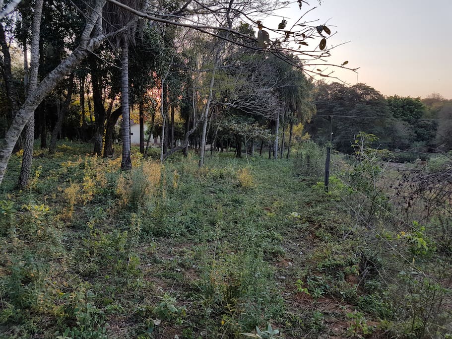 Dentro del patio hay cocoteros, árboles nativos y varias plantas de mango.