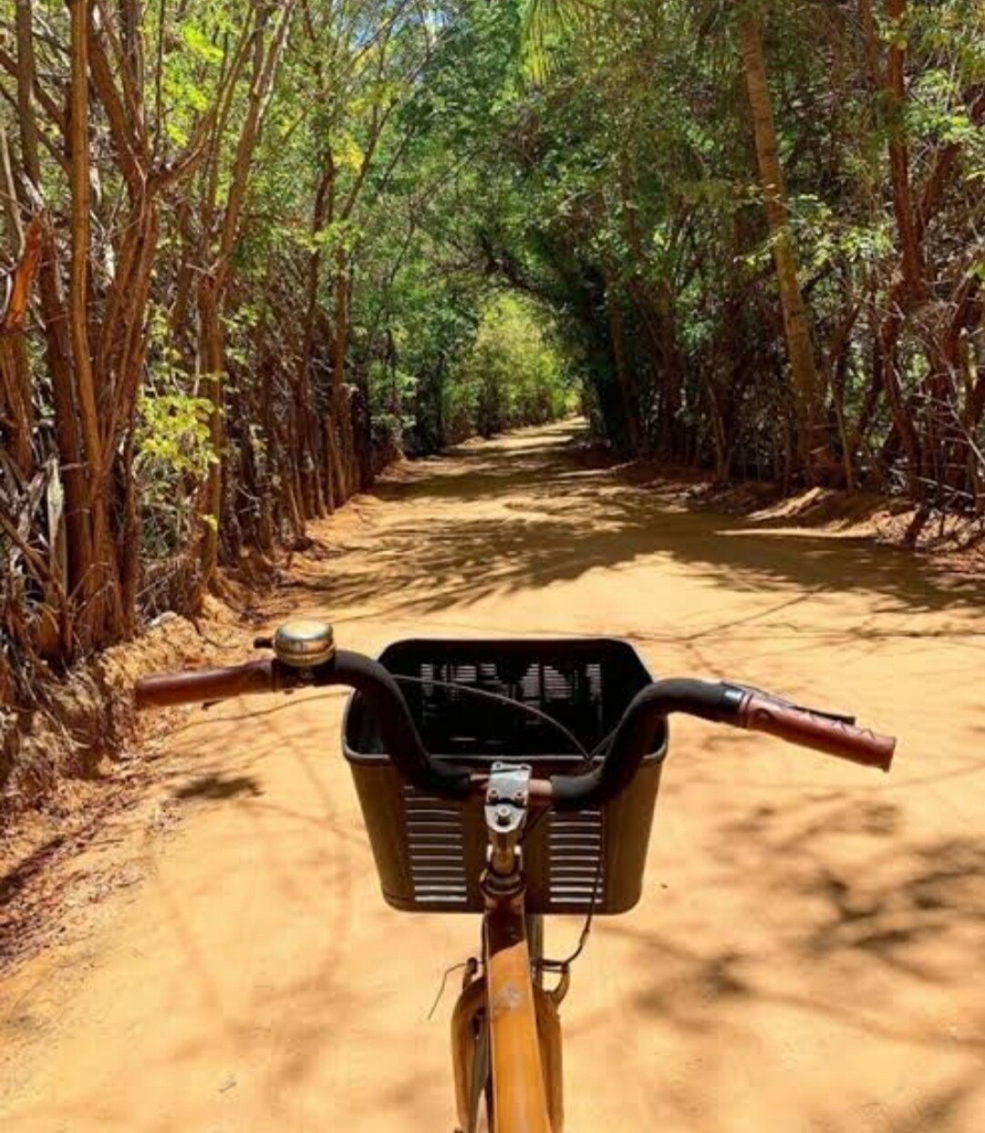 A scenic dirt path is framed by lush greenery on both sides, creating a natural tunnel. The handlebars of a bicycle are visible in the foreground, complete with a black basket. Soft sunlight filters through the trees, illuminating the trail ahead.