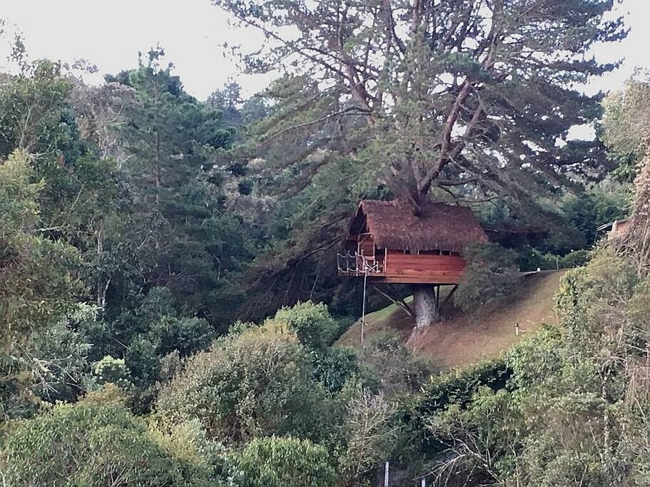 Casa na árvore no jardim da nossa casa.