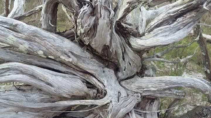 An intricate display of weathered driftwood, showcasing gnarled branches and a variety of textures. The natural wood tones blend with elements of moss and sand, creating an organic composition that emphasizes the unique forms produced by years of erosion and environmental influence.