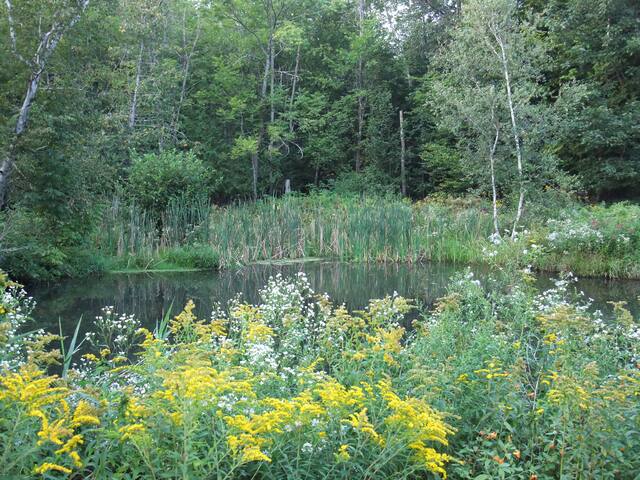 White Birch Lakeside Retreat - Woodside Room