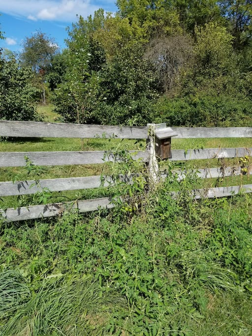 Historic Fence Lines