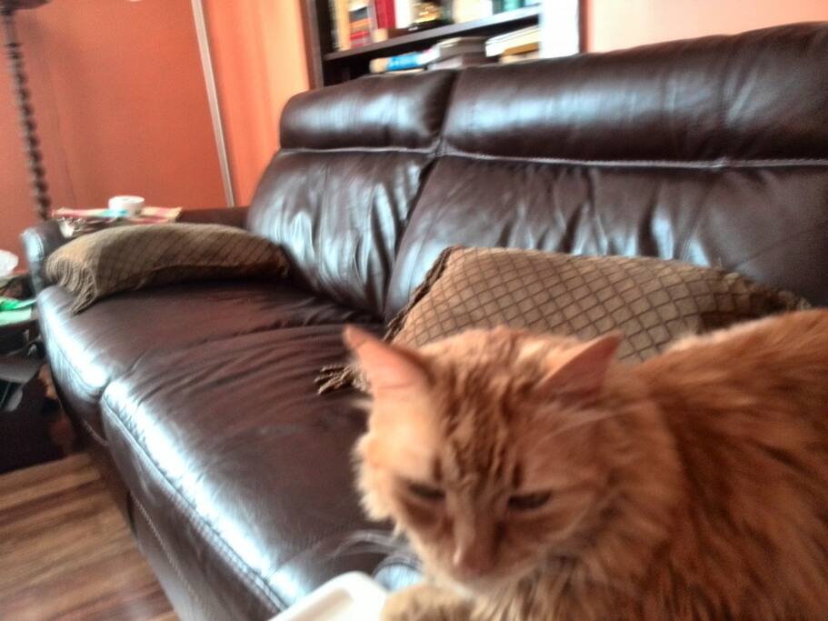 Mystic the Cat