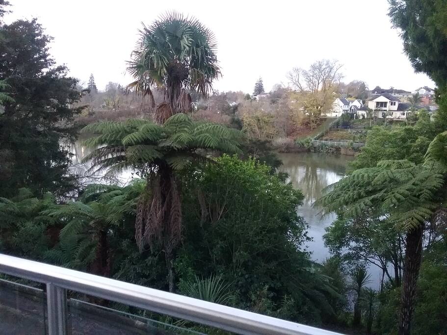 Lovely views from our courtyard of the Waikato river