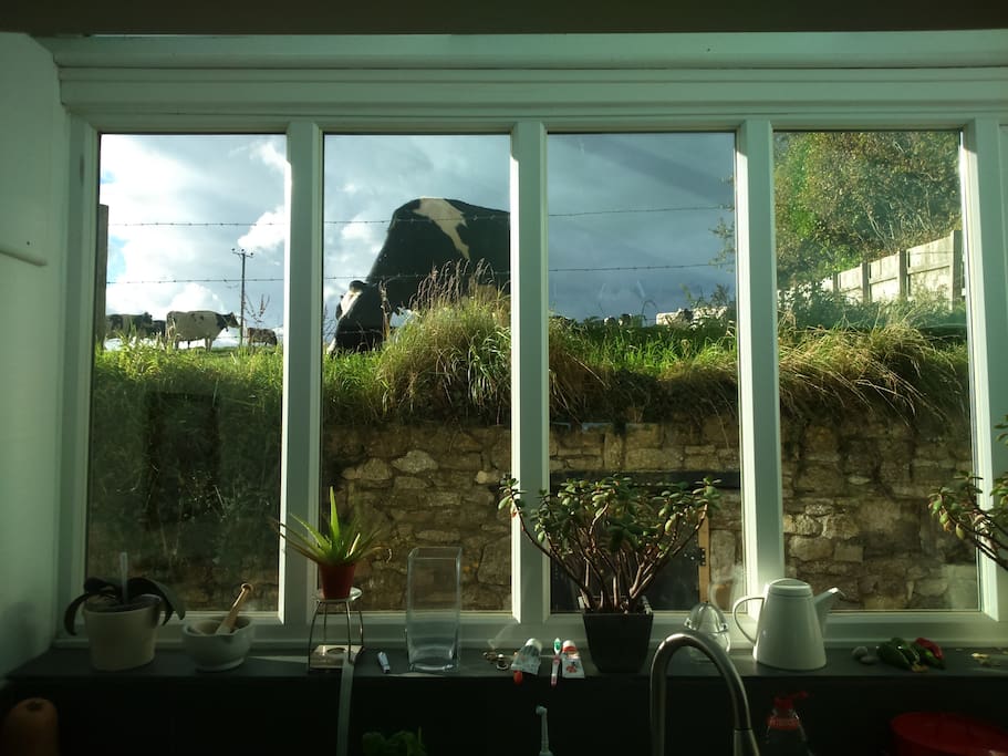 Our neighbours keep dairy cows - they'll often watch you having your breakfast!
