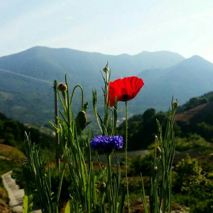 전망