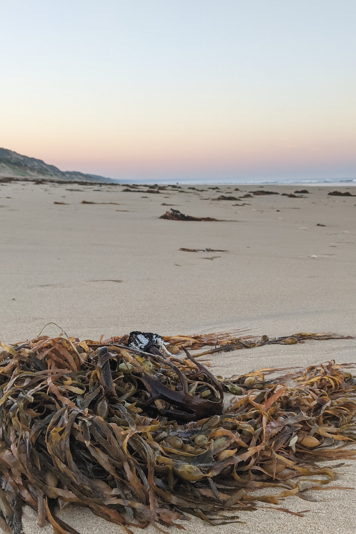 A sandy beach is captured at dusk, showcasing scattered seaweed along the shore. Gentle waves can be seen lapping at the water's edge, with rolling hills in the distance under a soft pastel sky transitioning from blue to light pink.