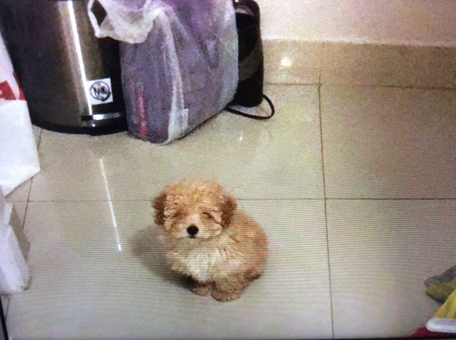 Brownie viene a veces