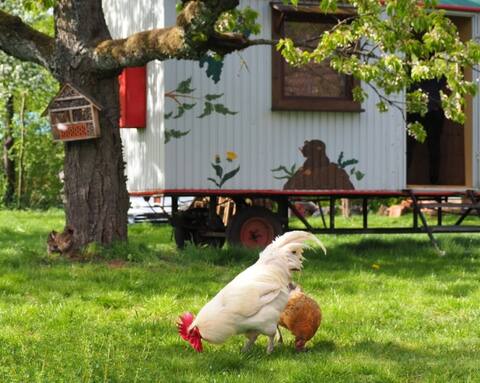 Vacation in meadow - overnight stay in construction trailer