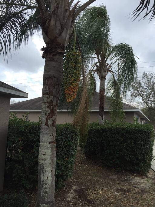 Florida outdoor feel.