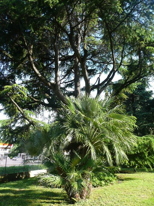 Palm & Pine