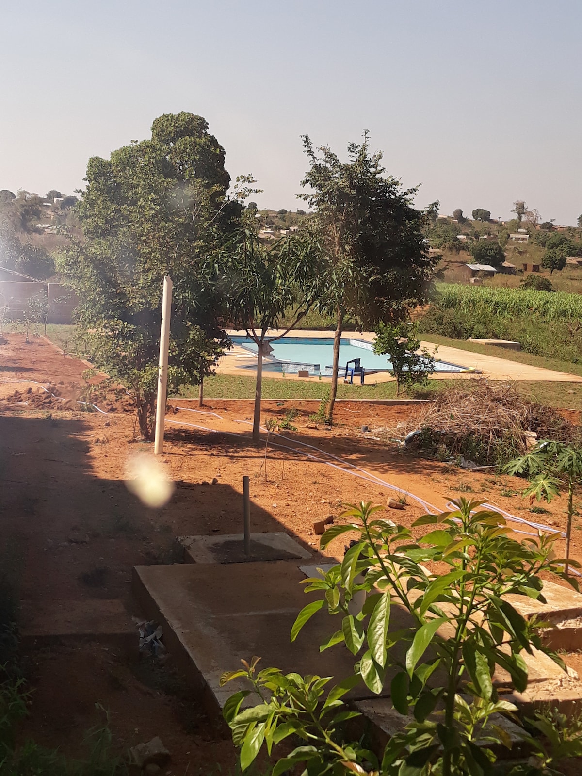 A serene outdoor view captures a swimming pool surrounded by lush greenery. Two trees and various plants frame the scene, contributing to the natural setting. The area is quiet and spacious, providing a peaceful atmosphere away from urban noise.