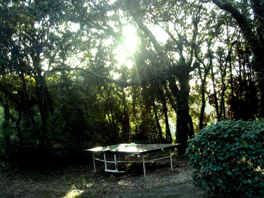 le ping pong sous les ombrages